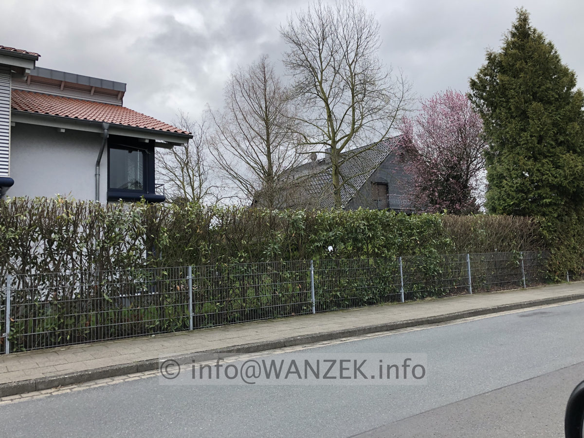 Hecke Kirschlorbeer Herbergii 003.JPG